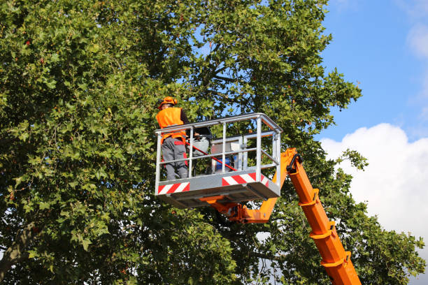 Best Leaf Removal  in Palm Shores, FL
