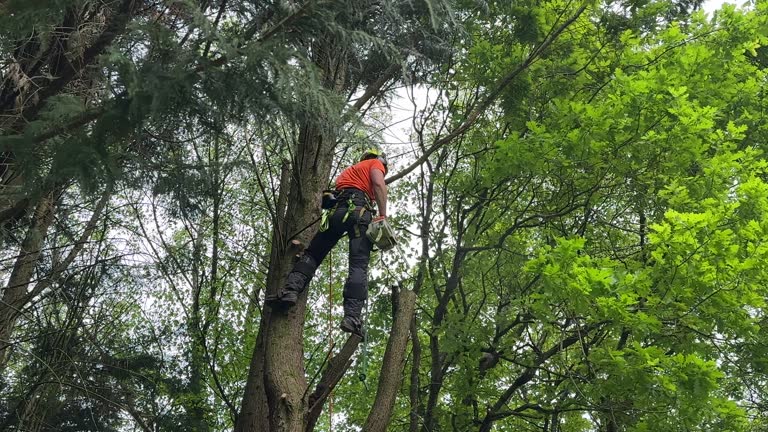 Best Tree Risk Assessment  in Palm Shores, FL