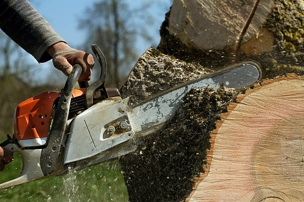How Our Tree Care Process Works  in  Palm Shores, FL